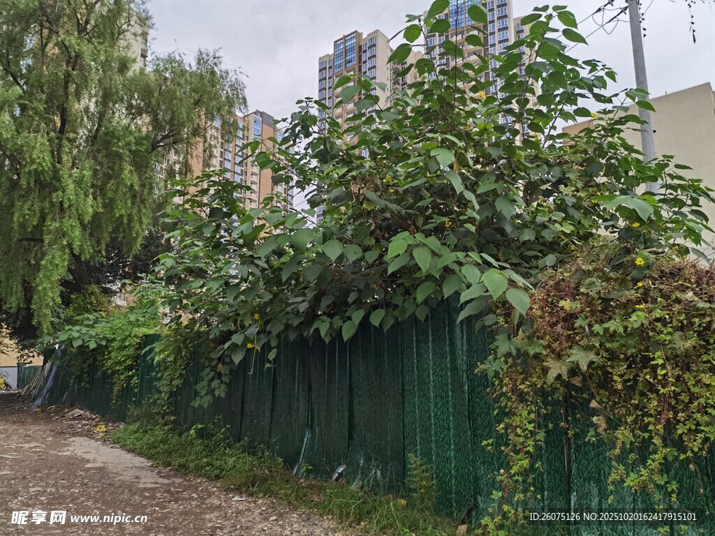 绿意盎然的围栏小路