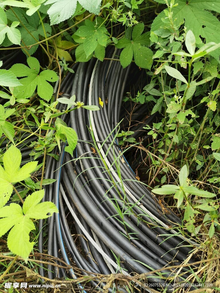 草丛中的黑色线缆