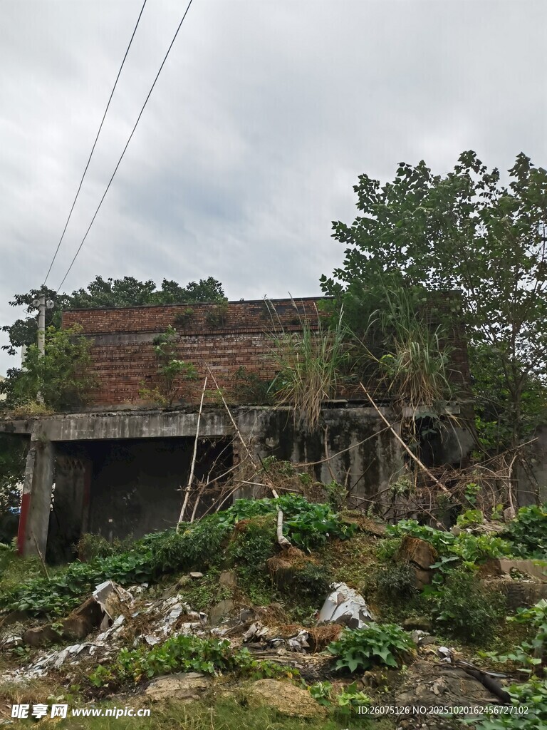 荒废破旧房屋杂草丛生
