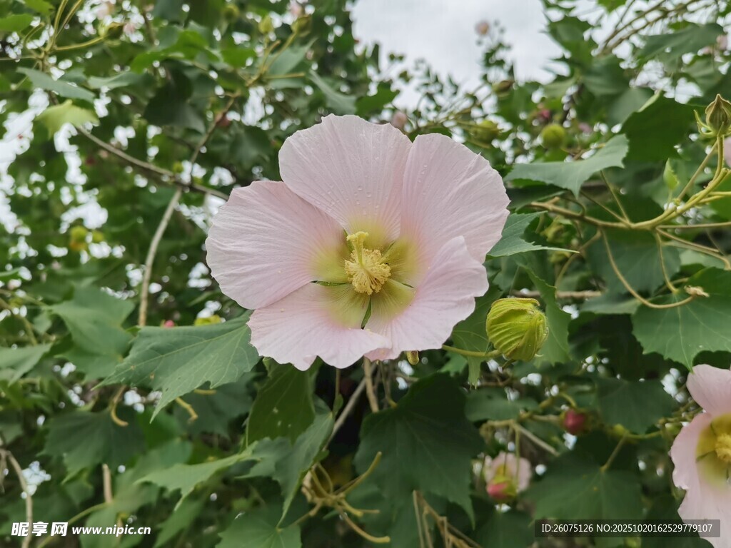 粉色木槿花绽放