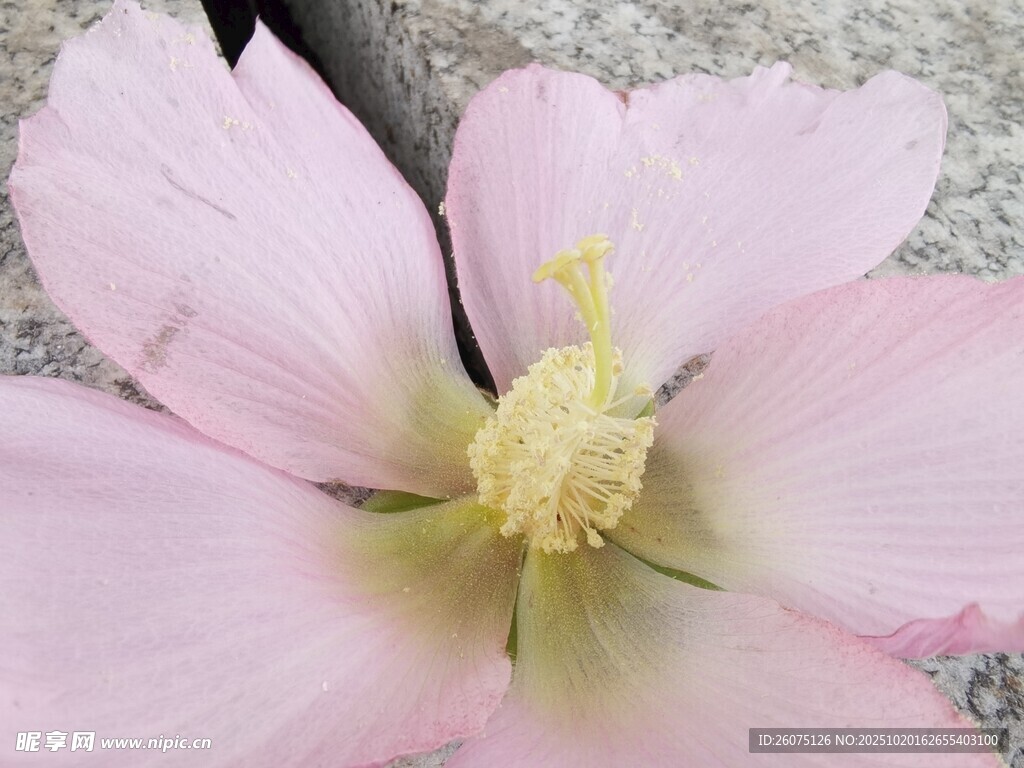 粉色木槿花特写