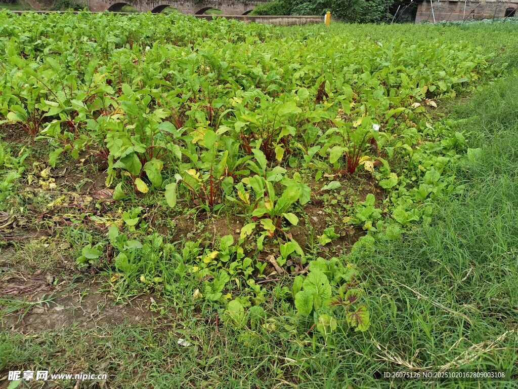 绿意盎然的农田景象
