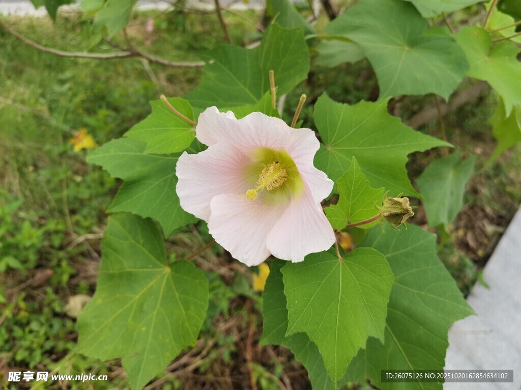粉色单朵木槿花绽放