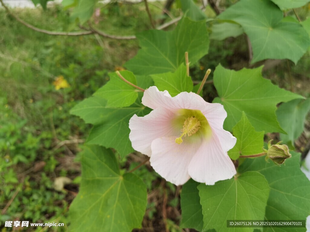 粉色单朵花卉绽放绿叶间