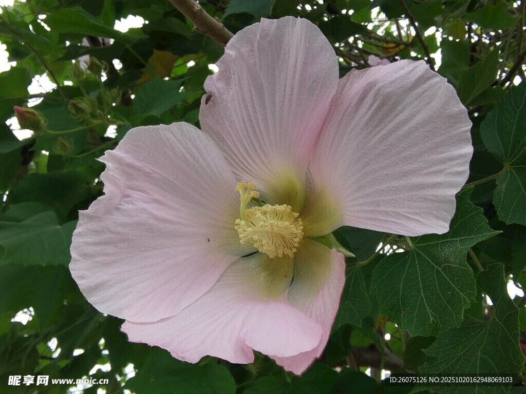 粉色木槿花特写