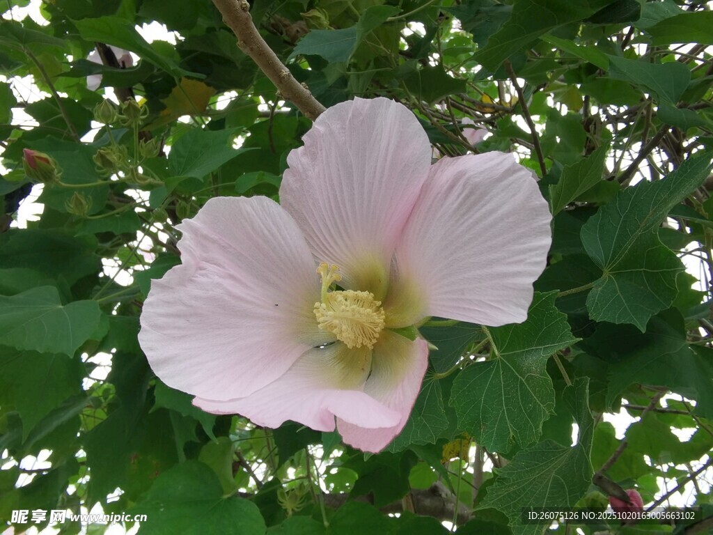 粉色木槿花特写