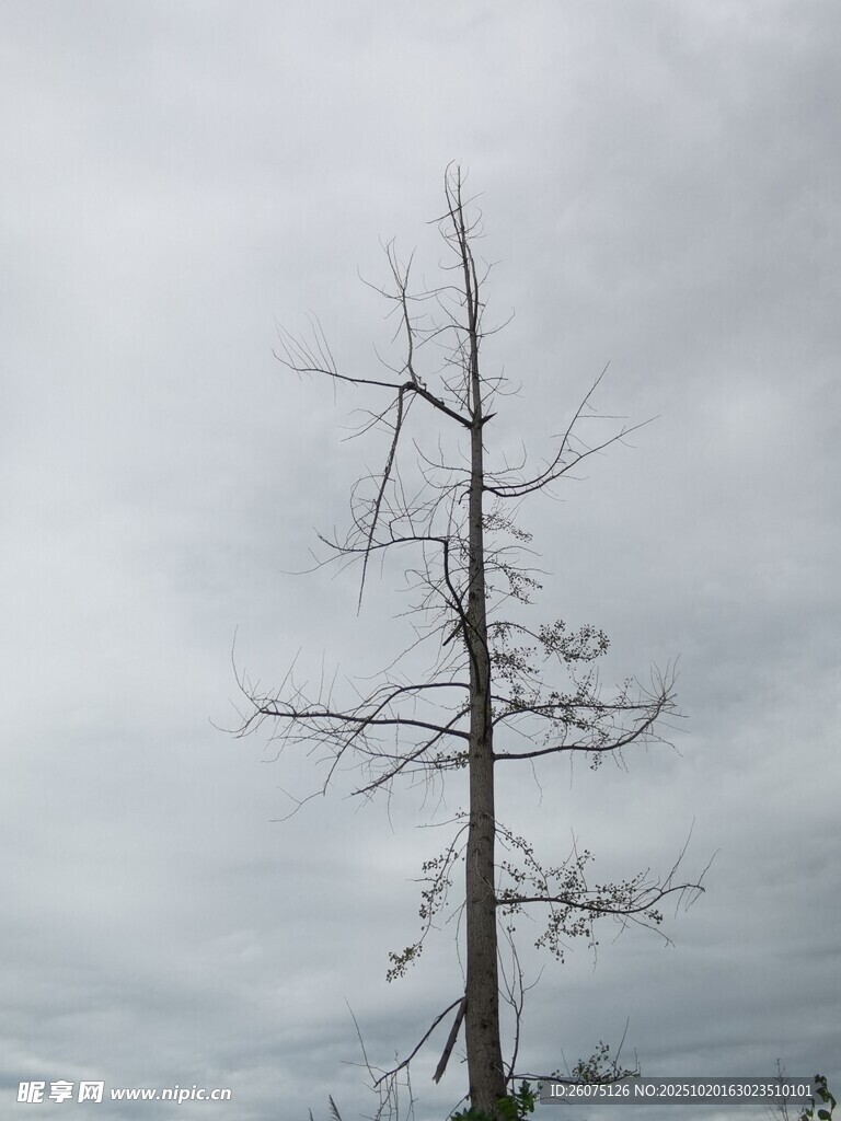 枯树立于阴沉天空下