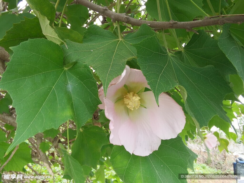 枝头绽放的粉色木槿花