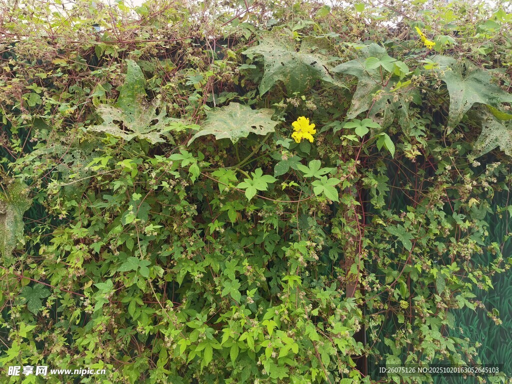绿叶丛中一朵黄花
