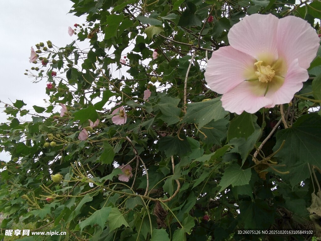 粉色花朵绽放于绿叶间