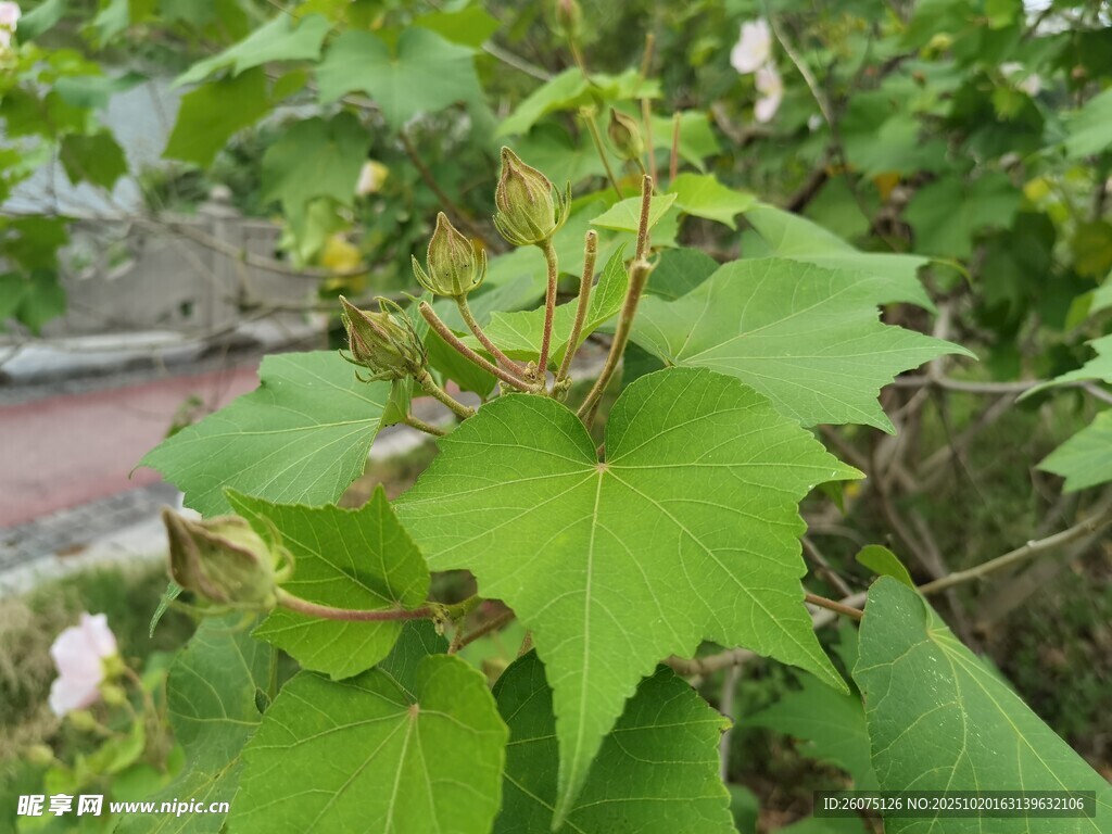 绿叶藤蔓植物特写
