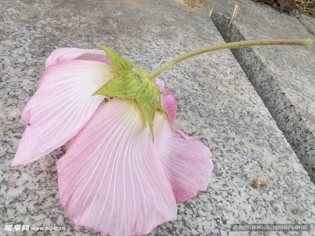 粉色落花静躺于石面