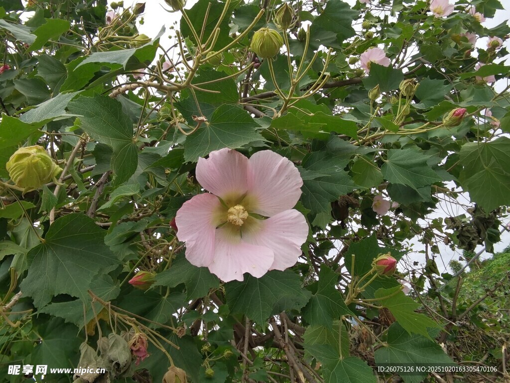 粉色芙蓉花绽放