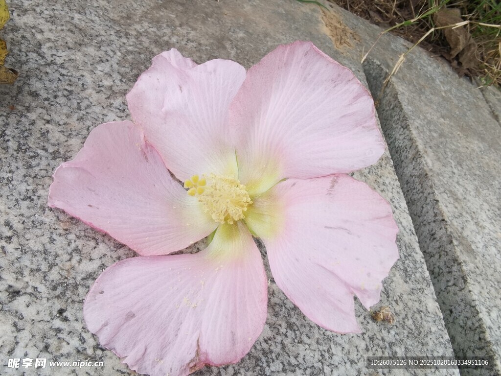 石上绽放的柔美粉色花朵