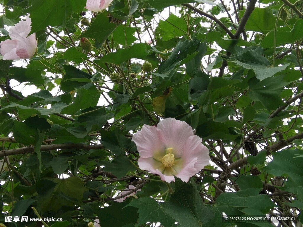 粉色木槿花绽放枝头