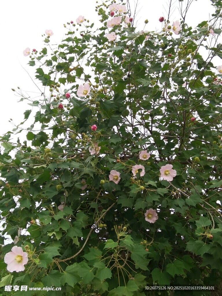 盛开的蔷薇花