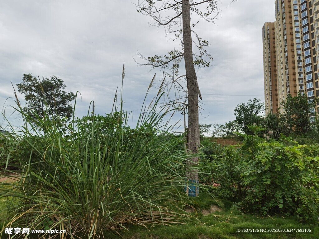 城市中生长的野生植物景观