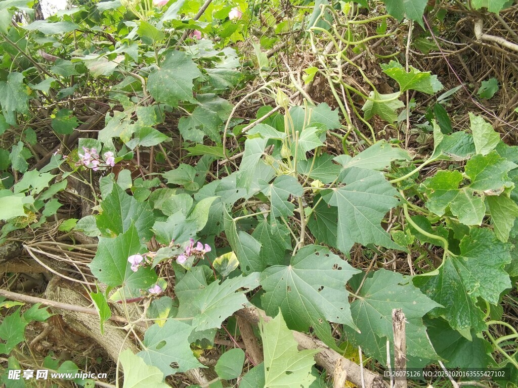 繁茂的绿色藤蔓植物