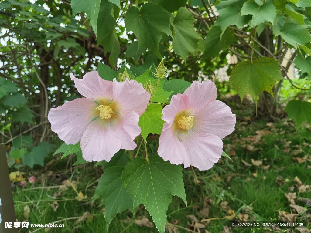 两朵绽放的粉色木芙蓉