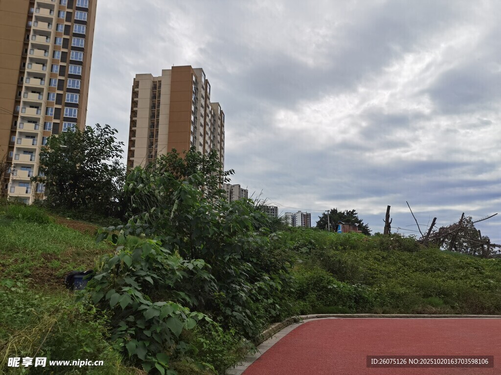 城市绿植与高楼景观