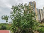 城市中绿意盎然的植物景观