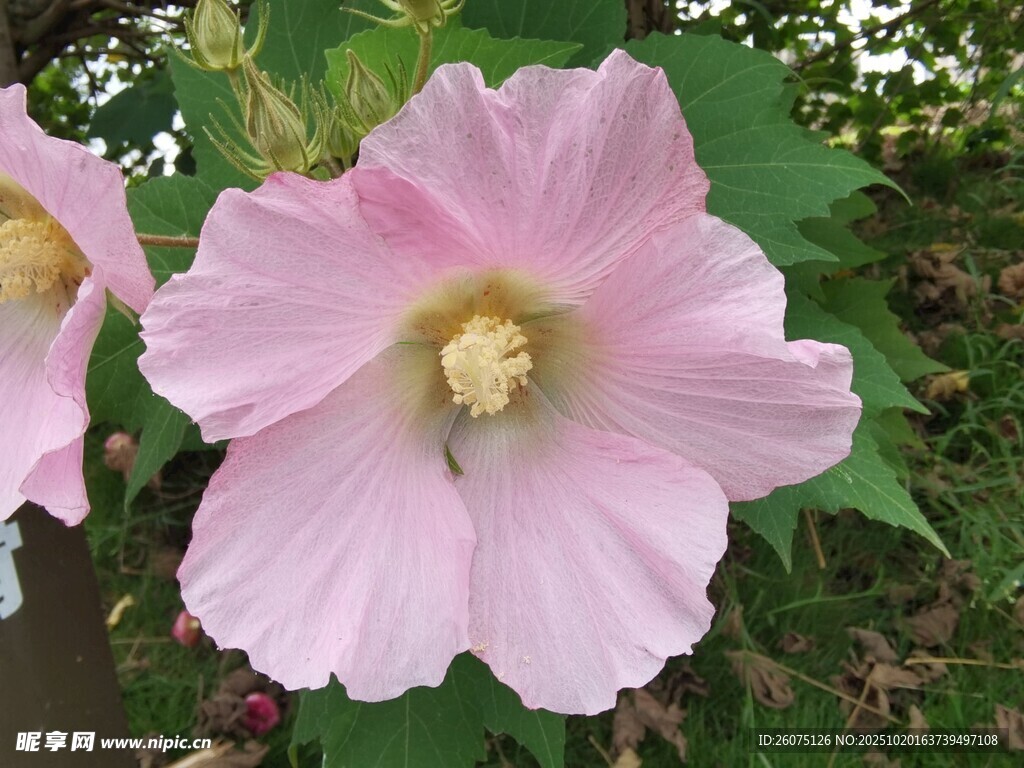 粉色木槿花特写