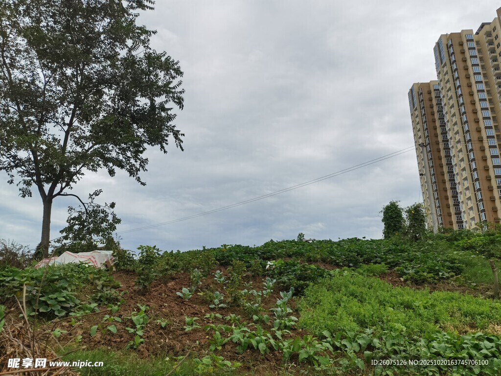 城市边的绿植与高耸建筑