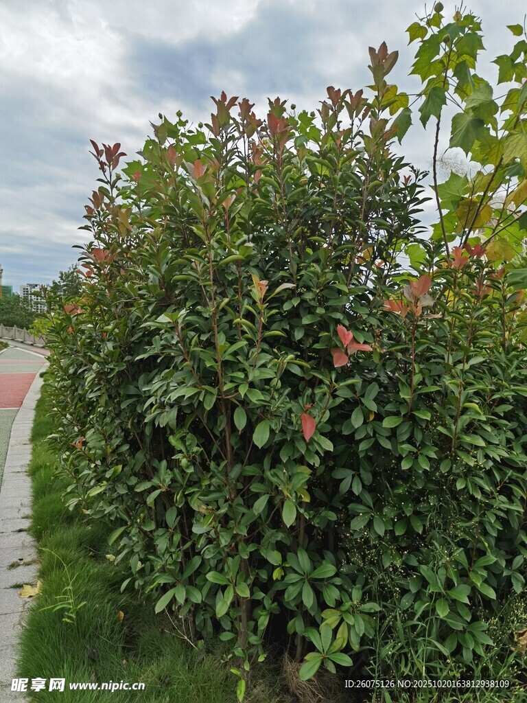 绿叶繁花的茂盛灌木丛