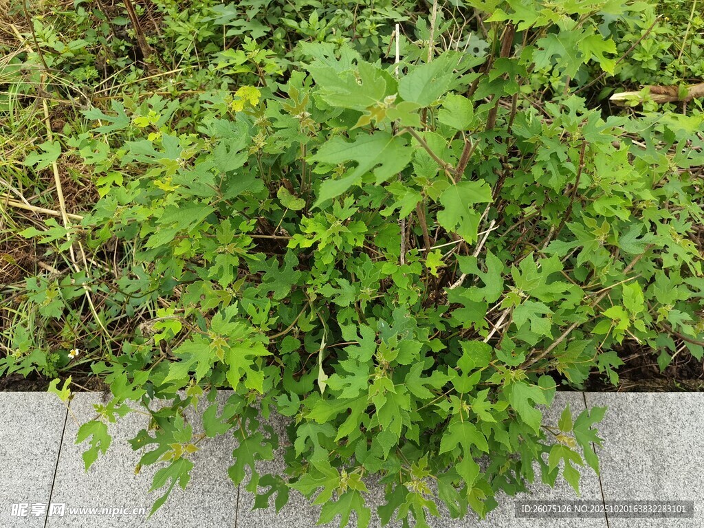 墙边翠绿繁茂的植物