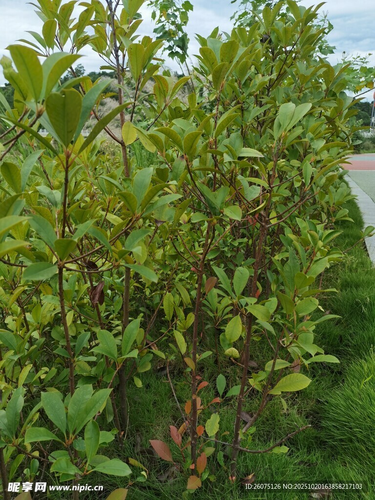 绿叶繁茂的植物景观