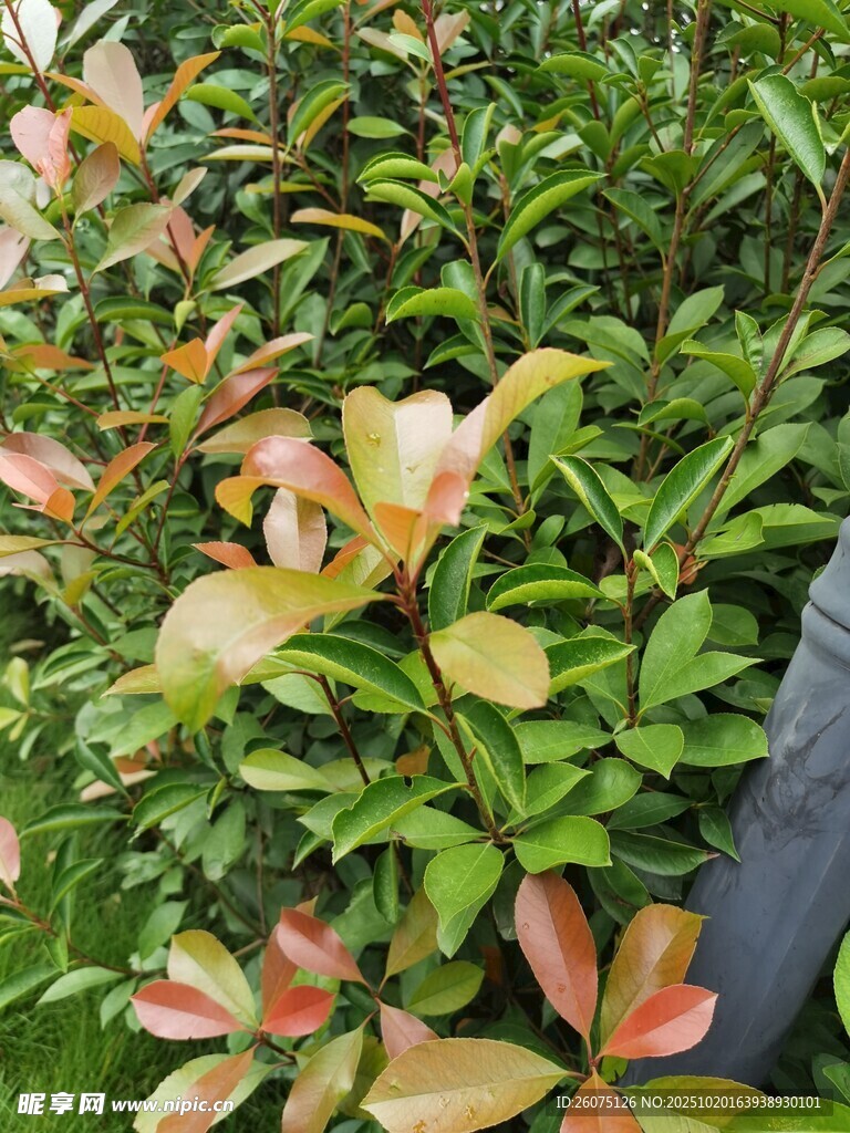 多彩叶片的绿植景观