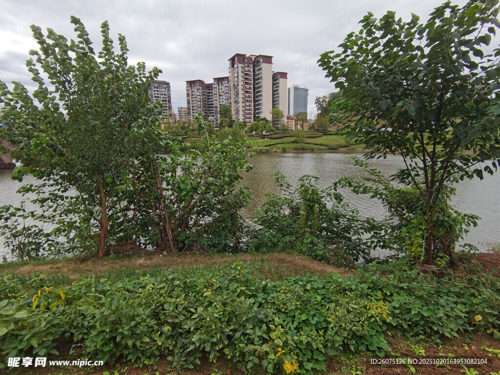 河畔绿植与远处高楼景观
