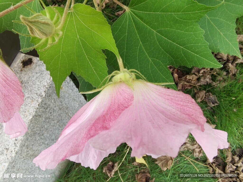 粉色木芙蓉花朵特写