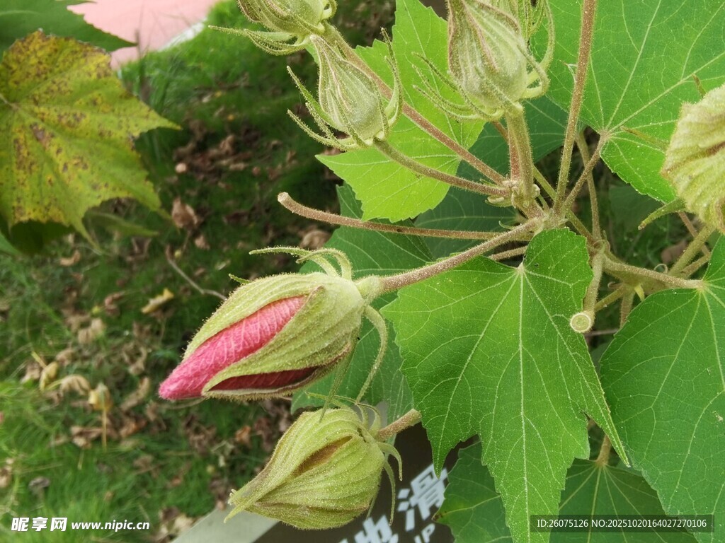 含苞待放的芙蓉花