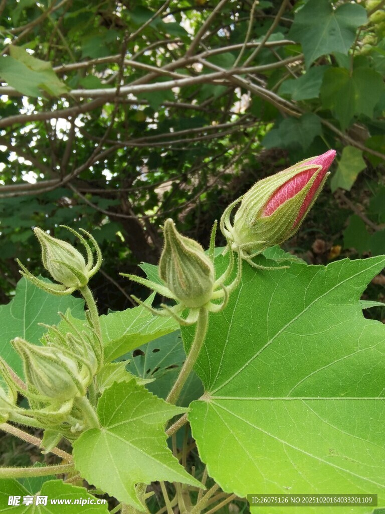 含苞待放的芙蓉花