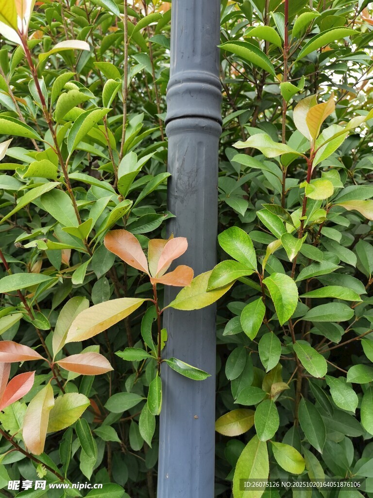 绿植环绕的黑色灯杆