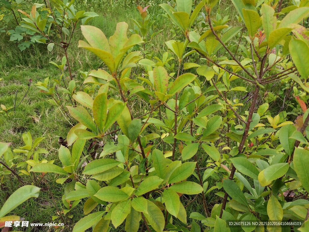 绿意盎然的繁茂植物景观