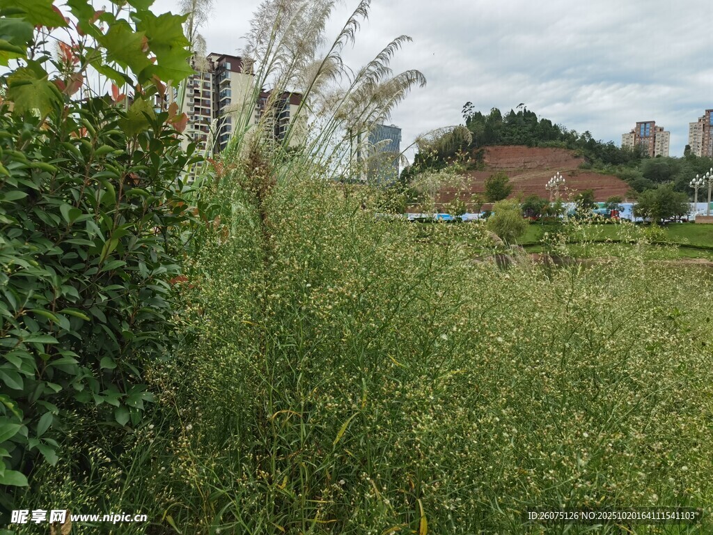 野外绿植景观