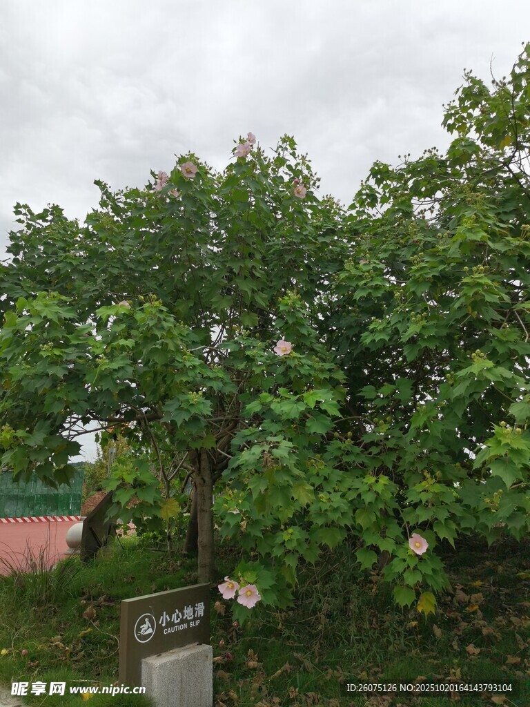 绿树成荫的户外景致