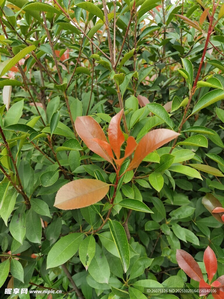 红叶绿叶交织的植物景观