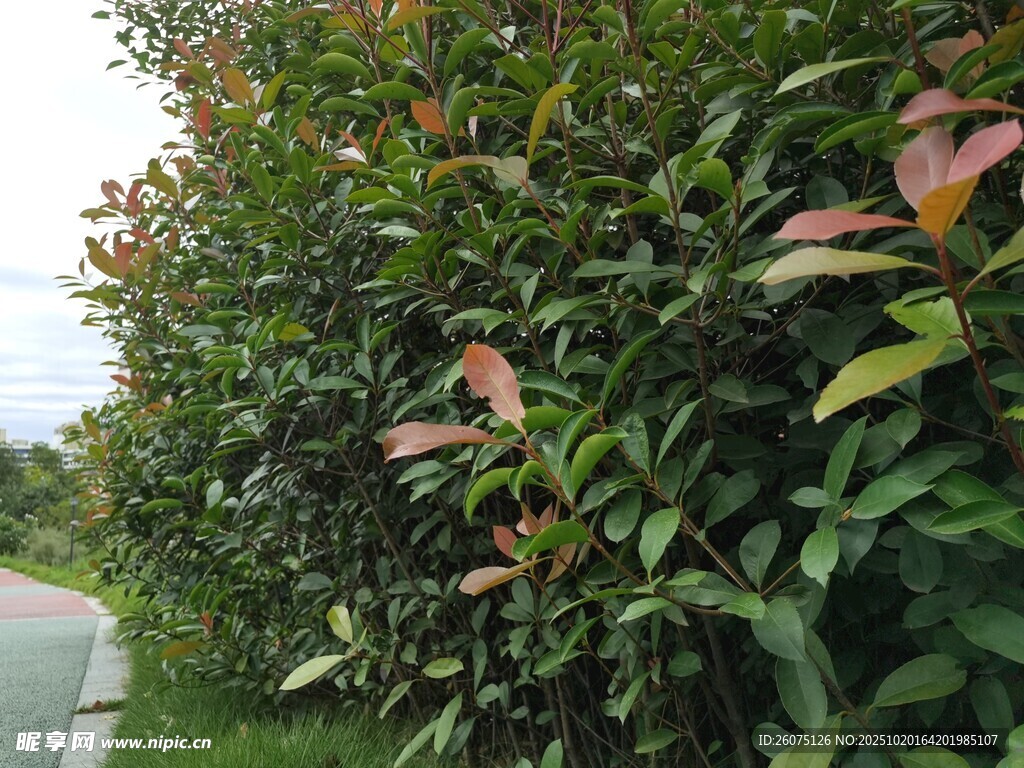 路边繁茂绿植景观