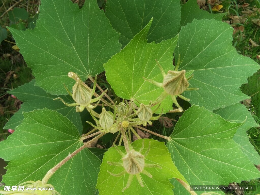 绿叶丛中的奇特花卉