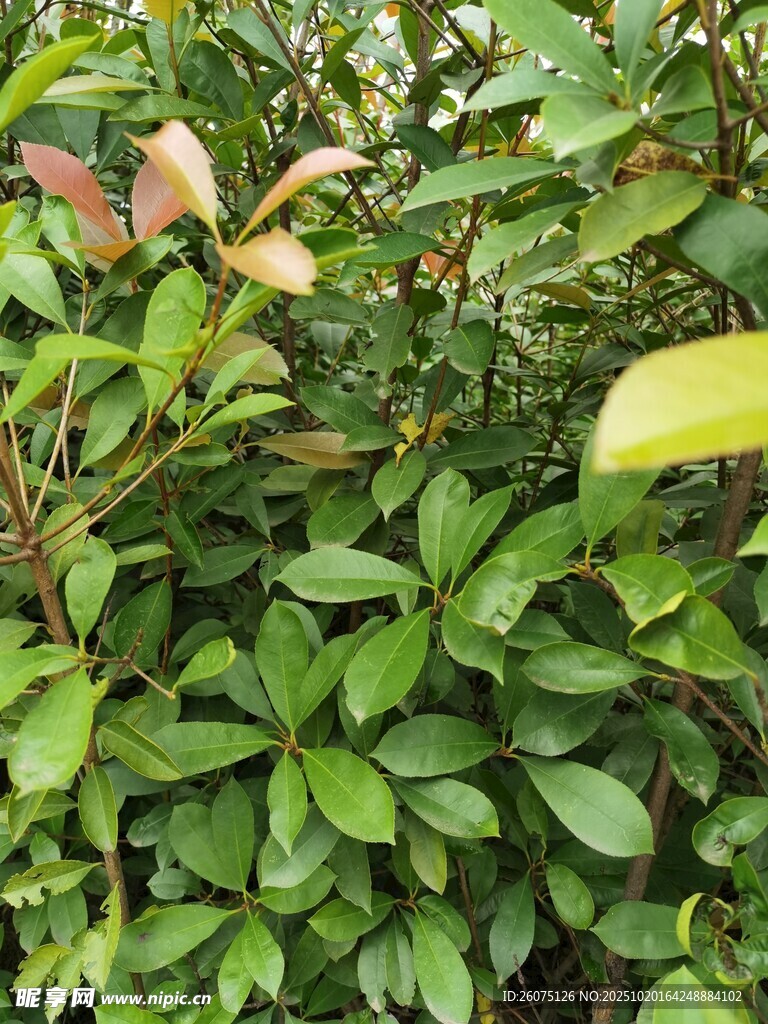 绿叶繁茂的植物景观