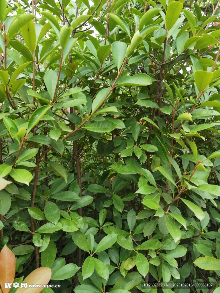 翠绿繁茂的植物景观