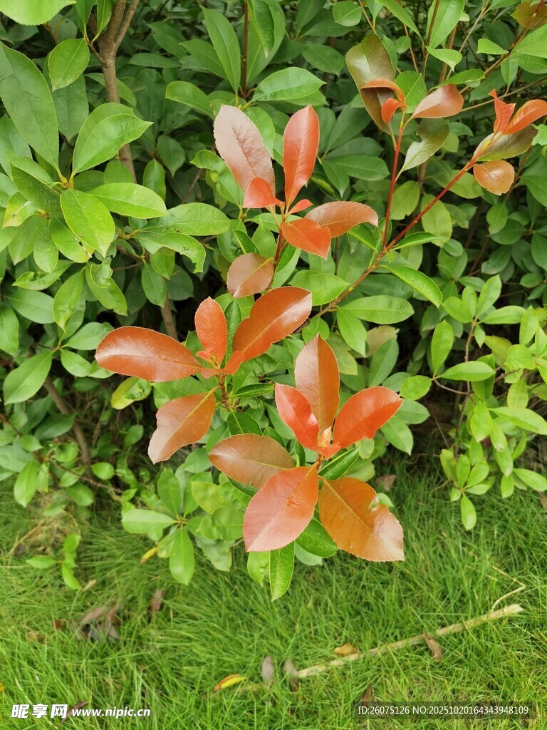 红叶绿植相映成趣