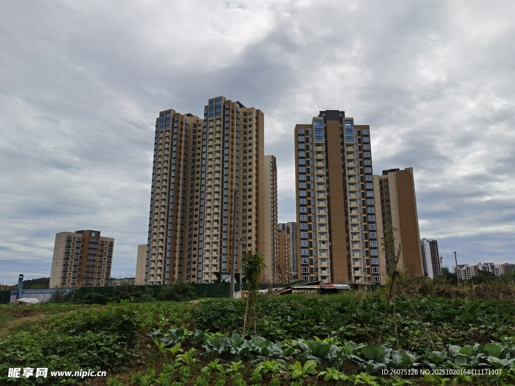 高楼林立间的田园景致