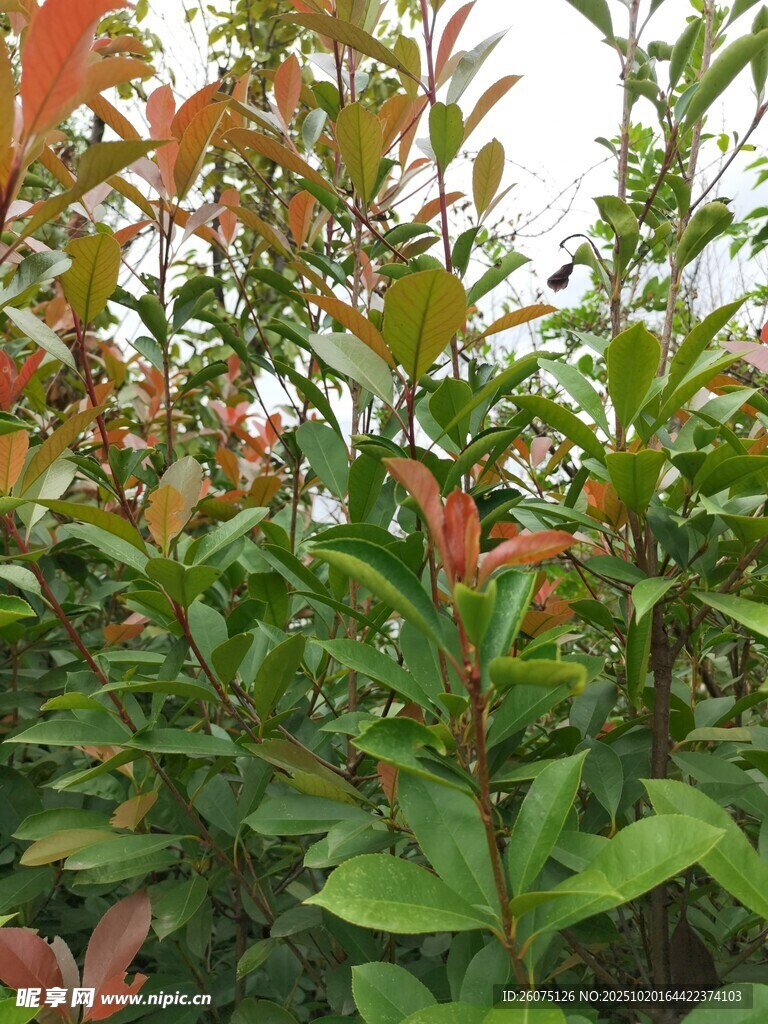多彩叶片的绿植景观