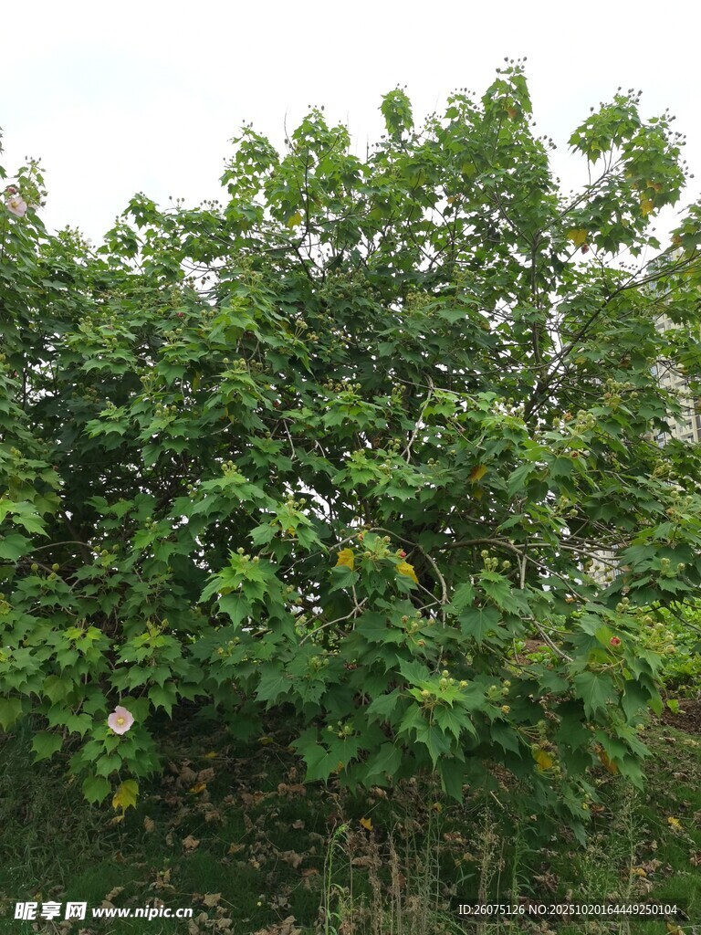 茂密葱郁的绿色树木景观