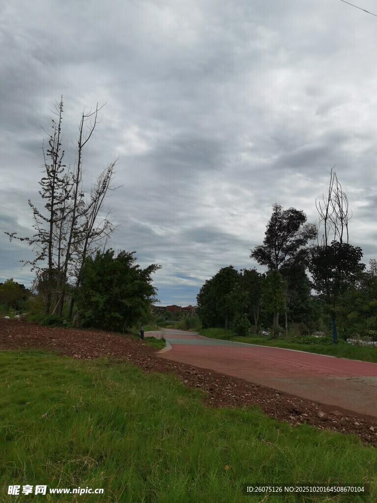 乡村小路旁的绿植与天空
