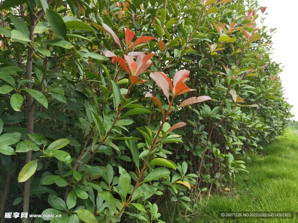 绿叶间的红梢植物景观